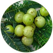 AMLA