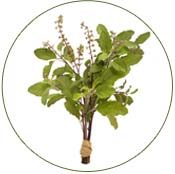 TULSI